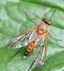 Rhagio tringarius